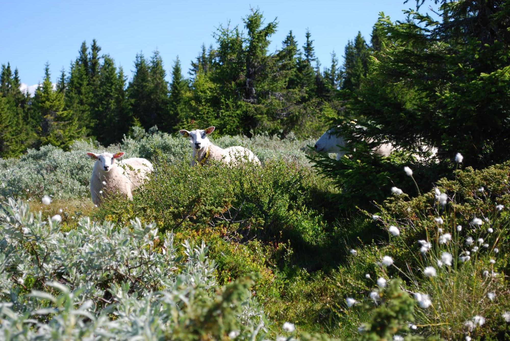Fjellpark, Hyttegrend